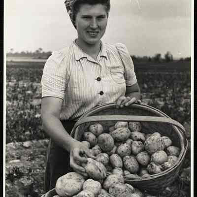 Potatoes 2