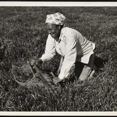 Picking cranberries - Mass
