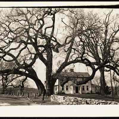 Gate Street elm largest elm in N.E. owned by Mr Dumont Framingham, Mass