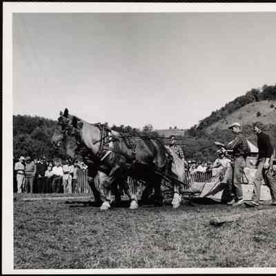 Turnbridge Vt. Worlds Fair horse pulling - J. W. Leach + son from Pawlett, Vt