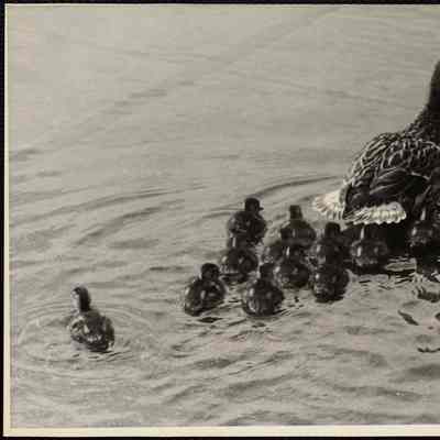 Ducks (New England)