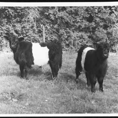 Belted galloway calfs