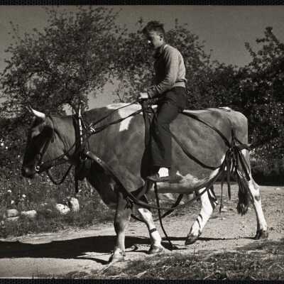 Buster riding "Star" to the mowing machine
