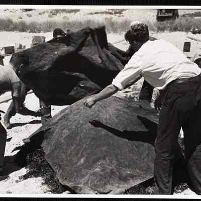 Siasconset clam bake. The old tarpaulin is the "oven door" over another layer of seaweed.