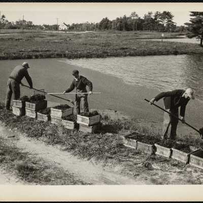 Cranberries - Cape Cod early 1950s
