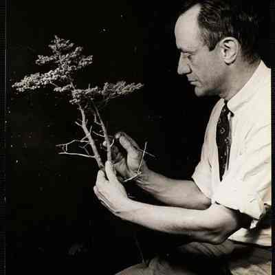 Theo. B. Pitman + white pine