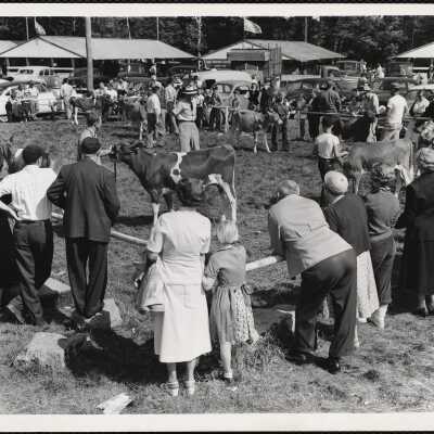Cattle judging Windsor, Maine, fair