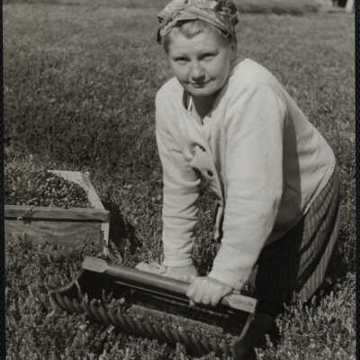 Cranberry picking Cape Cod