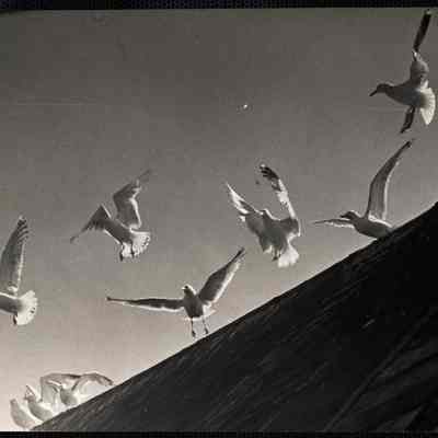 Sea gulls