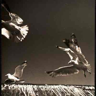 Sea gulls