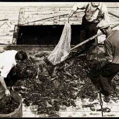 Maine lobstering