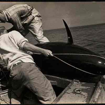 Dick Nickeson + Gil Fessenden lashing 400 lb tuna to stern