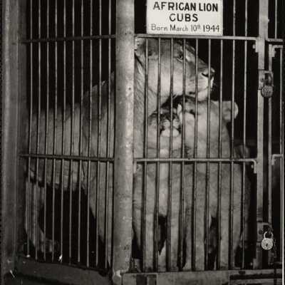 African lion cubs, born March 10th 1944