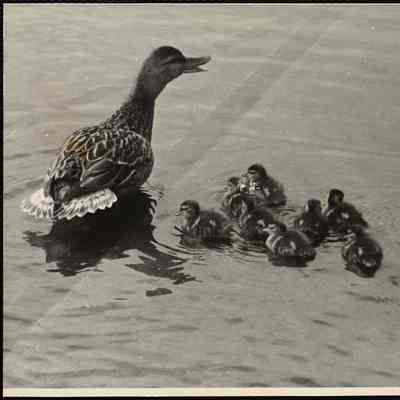 Ducks (New England)