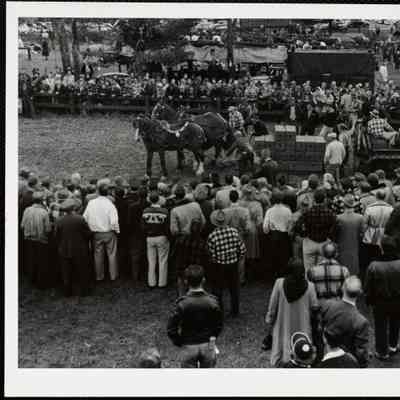 Horse pulling contest Sandwich Fair