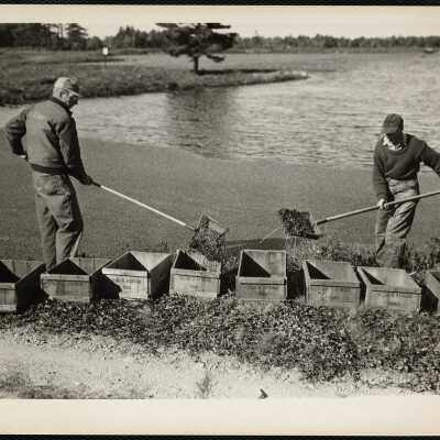 Picking cranberries - Cape Cod
