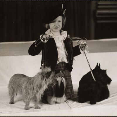 Dog shows