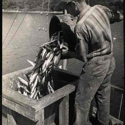Mackerel fishing - Maine