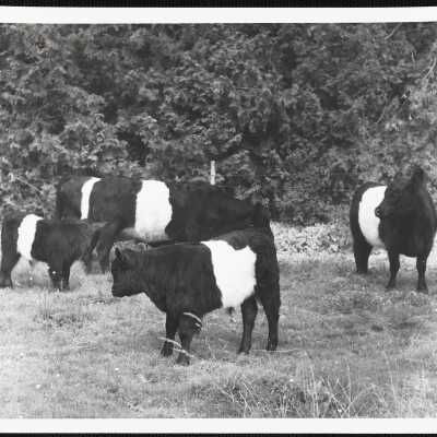 Belted galloways