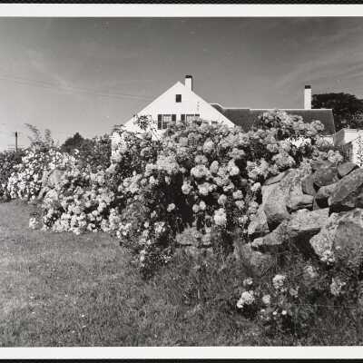 Cape Cod roses