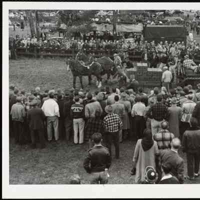 Horse pulling contest Sandwich Fair