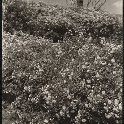 Rose cottage, Chatham
