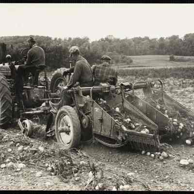 Potatoe Digg. This machine digs up the potatoes + then picker gather them by hand.