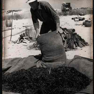 Nantucket clam bake getting fresh sea weed ready.