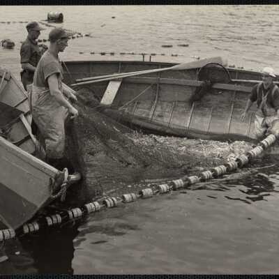 Maine sardine fishing