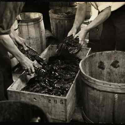 Packing Maine lobster
