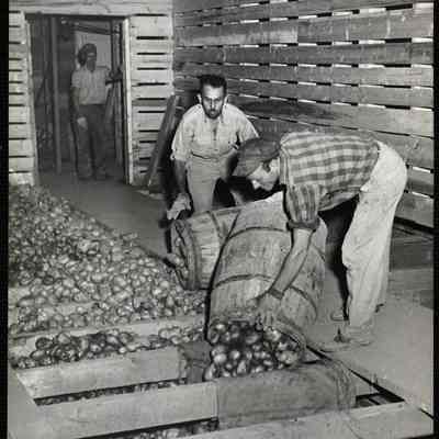 Potatoes 1