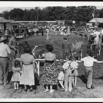 Cattle judging Windsor, Maine, fair