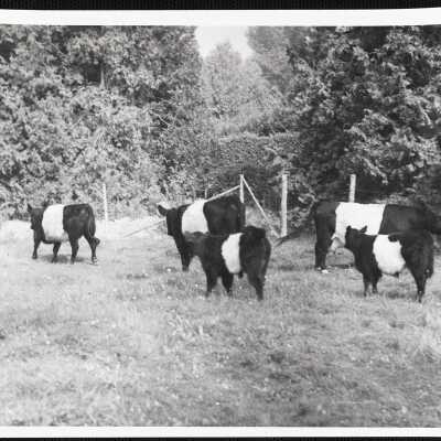 Belted galloways