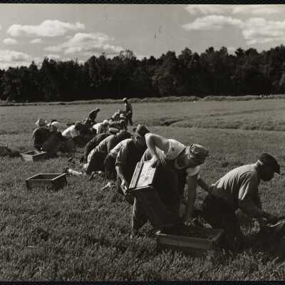 Picking cranberries, Cape Cod