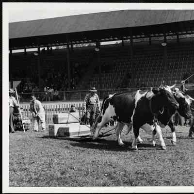 Olin Maxham - Woodstock, Vt. ox pulling Turnbridge, Vt. Worlds Fair