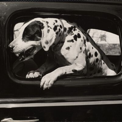 Dalmatian