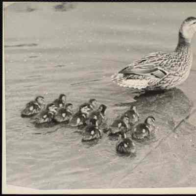 Ducks (New England)
