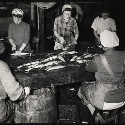 Cleaning + cutting mackerel for canning - New Harbor, Me