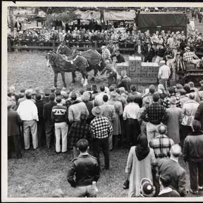 Horse pulling contest Sandwich Fair, N.H.