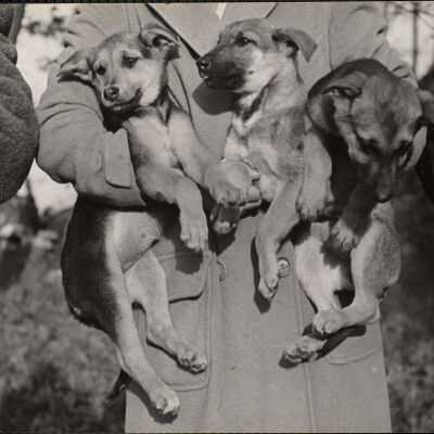 Dog shows