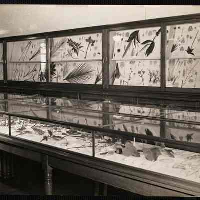 Harvard museum