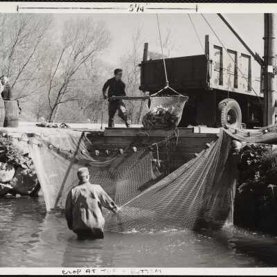 Alewife Run, Brewster, Mass. Bob Bresnahan (foreground) drawing in seining net Richard Dion with dipnet . . . Stoney Brook Mill, site of first water power mill in America in America is at left (out of picture)