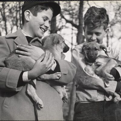 Dog shows