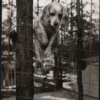 Dog shows