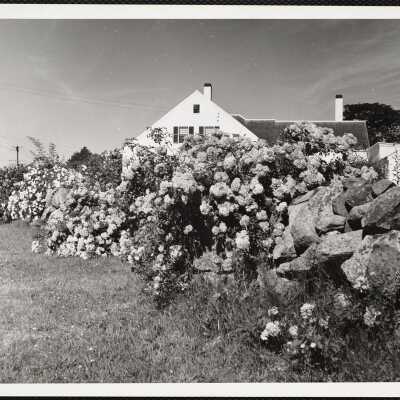 Cape Cod roses