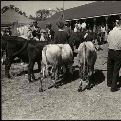 Maine county fair