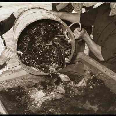 Maine lobstering