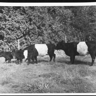Belted galloways