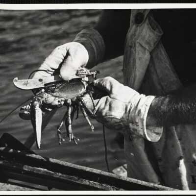 A lobster which measures less than 3 1/8 inches or more than 5 inches is illegal in Maine.