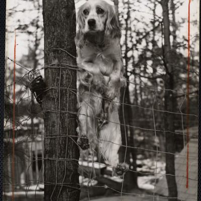 Dog shows